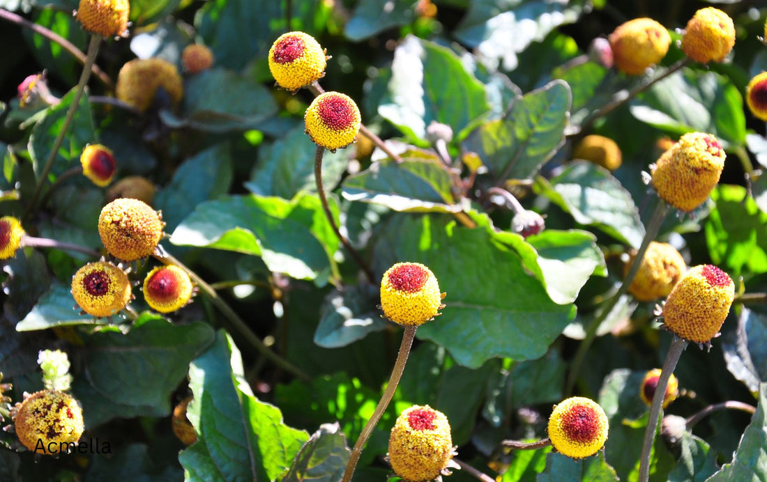 Acmella Oleracea: The Natural “Botox Plant” for Smooth, Youthful Skin