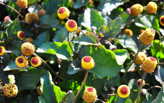 Acmella Oleracea: The Natural “Botox Plant” for Smooth, Youthful Skin